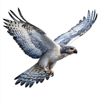 eagle in flight