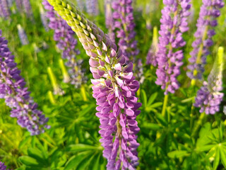 Lupine flower - beautiful pale pink flowers. Flower paradise with lupine in the meadow. Beautiful flower Wolfsbohne 