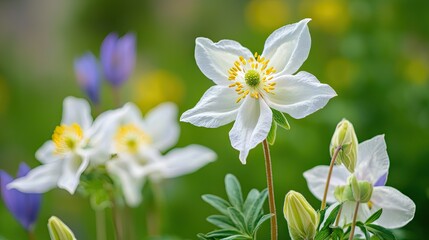 Fototapeta premium A close-up of native wildflowers blooming in a natural meadow. 