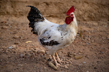 le coque dans une ferme