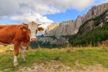 cow in the alps good looking in the camera with dolomites mountain rocks in the background