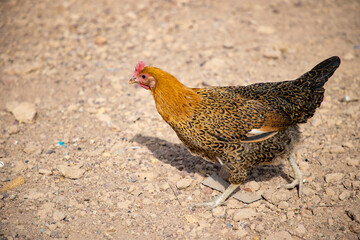 la poule de l