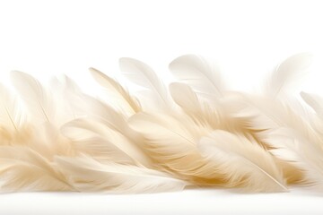 Fototapeta premium Luxurious light feathers spread out in layers showing their fine details and silky softness
