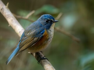 森の中の暗い木陰で枝に留まって周りを見渡しているルリビタキの雄
