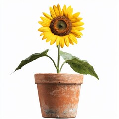 Obraz premium Vibrant Sunflower in Terracotta Pot with Fresh Leaves and Bright Yellow Petals Against a White Background