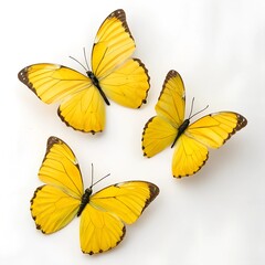 Obraz premium Collection set of yellow butterflies or white background,