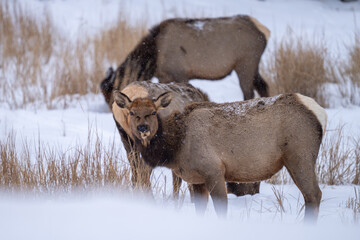 Small herd of cow elk in the snow