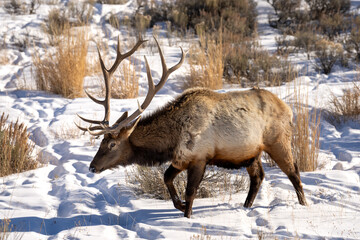 Large bull elk walking through the snow