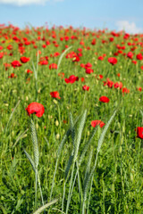 Fototapeta premium Green young wheat and red poppies meadow springtime agriculture