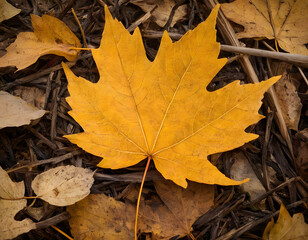 autumn leaves on the ground  background
