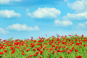 Red poppies flower meadow and blue sky with clouds springtime