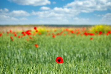Single poppy flower in green wheat field springtime