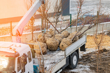 deciduous trees ready for planting delivered by truck with root ball wrapped in burlap. selective focus