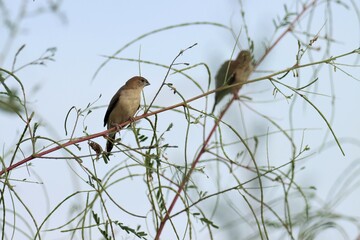 Indian silverbill sitting on the branch. Selective focus.