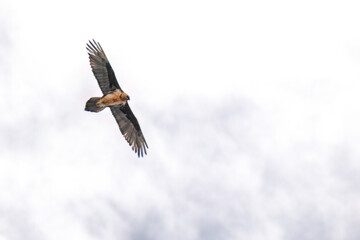 a old bearded vulture, gypaetus barbatus, a very large bird of prey, is flying on the sky in the alps of austria, in the hohe tauern national park, at a winter day