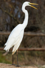 The great egret (Ardea alba) common egret large egret or great white egret or great white heron