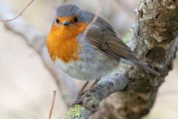 The European robin (Erithacus rubecula) is a small insectivorous passerine bird common in aiguamolls emporda girona catalonia spain marshes wetland swamp