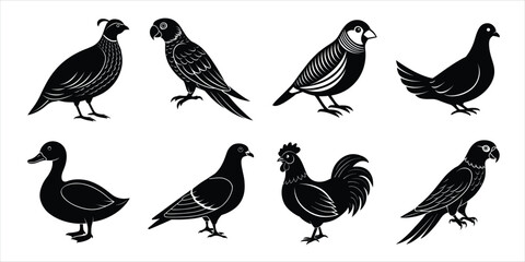 Bird silhouette collection. Domestic bird set vector illustration