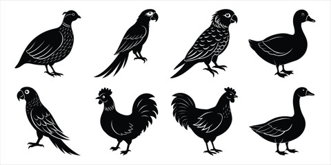 Bird silhouette collection. Domestic bird set vector illustration
