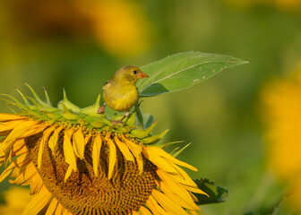 Finch on a sunflower