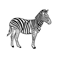 Obraz premium Zebra striped horse African animal cartoon vector illustration