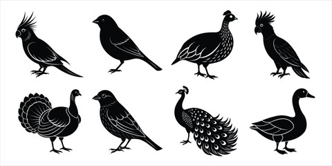 Bird silhouette collection. Domestic bird set vector illustration