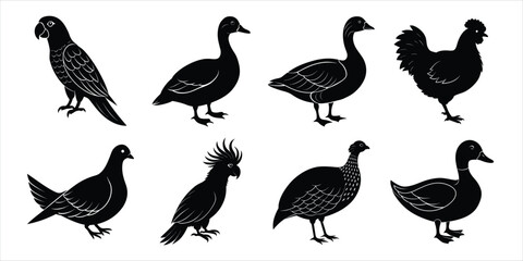 Bird silhouette collection. Domestic bird set vector illustration