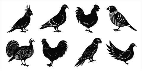 Obraz premium Bird silhouette collection. Domestic bird set vector illustration