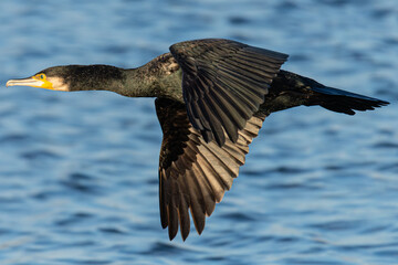 The great cormorant (Phalacrocorax carbo) is a widespread member of the cormorant family of common seabirds at Aiguamolls Emporda Girona Spain