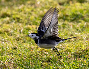 Pied wagtail. Skittish little garden and farmland bird.