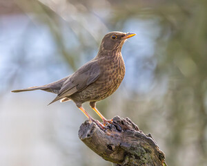 Female blackbird. A common British garden bird.