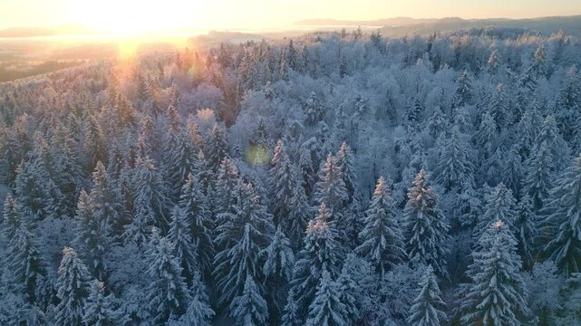 Snow covered coniferous forest hills during sunrise aerial view. Flying above serene winter woodland landscape drone shot