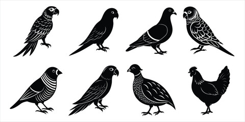 Bird silhouette collection. Domestic bird set vector illustration