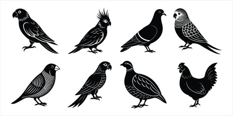 Bird silhouette collection. Domestic bird set vector illustration