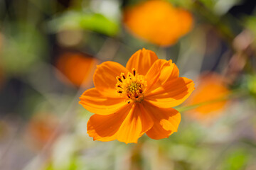 Callicarpa bodinieri the beautiful, or Beaudinier's beauty. A beautiful flower with orange petals in the garden on a blurred background.