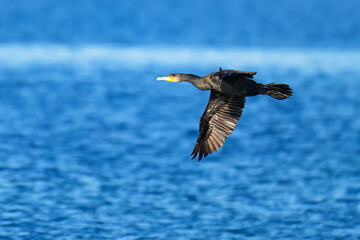 Kormoran im Flug an der Ostsee im Herbst	