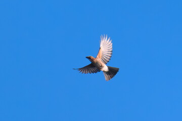 Eichelhäher im Flug im Herbst an der Ostsee