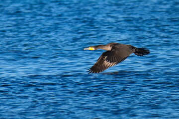 Kormoran im Flug  im Herbst an der Ostsee