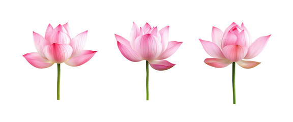 Obraz premium Elegant pink lotus flowers on a black background