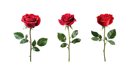 Obraz premium Elegant red roses with lush green leaves on a black background
