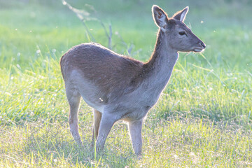 Common or European fallow deer (Dama dama) in Aiguamolls Emporda Girona Spain