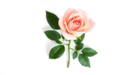 Fototapeta premium pink rose isolated on white