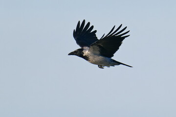 Nebelkrähe im Flug bei der Futtersuche	an der Ostsee