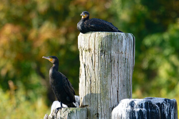 Rastende Kormorane im Herbst an der Ostsee