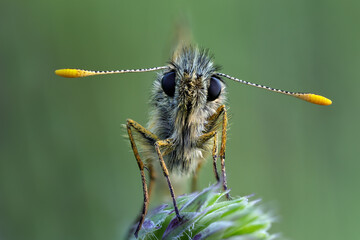 Die Dickkopffalter von vorne.