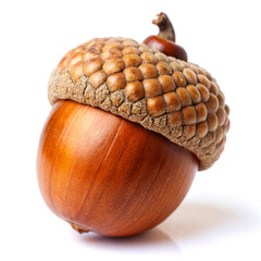 Fresh acorn fruit, isolated on white background