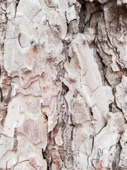 White tree bark texture as background