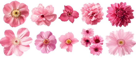A collection of pink flowers with varied shapes and intricate petal designs. Isolated on White Background, clipping path  - 