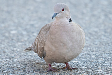 The Eurasian collared dove (Streptopelia decaocto) is a dove species native to Europe and Asia common in aiguamolls emporda girona spain