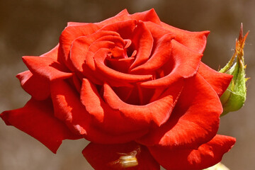 Red rose close-up. Large, bright rose with dust on petals in sunlight